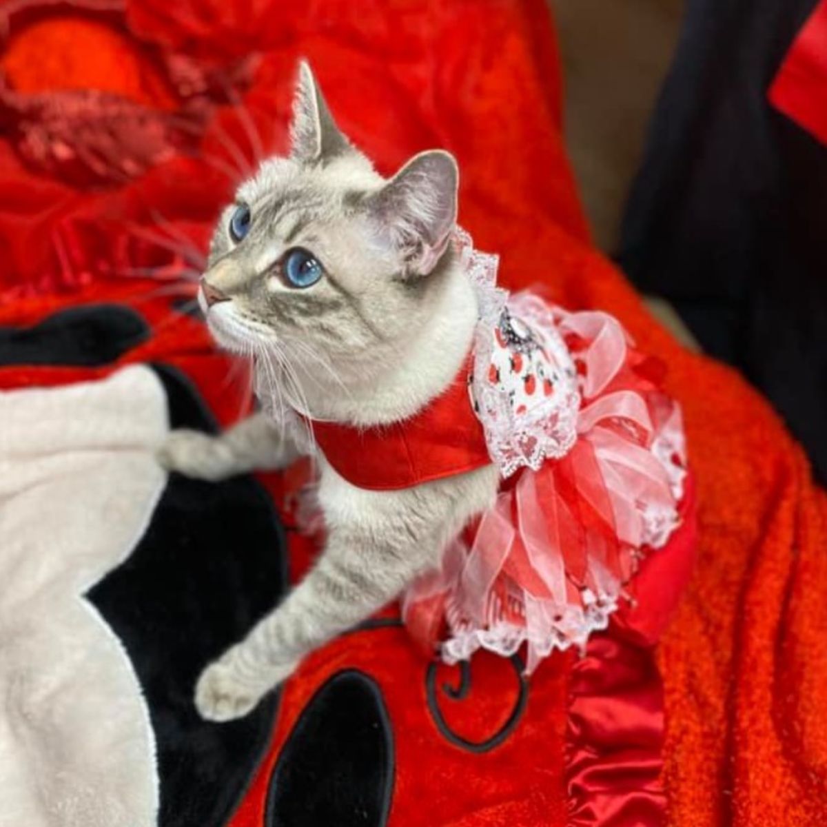 posing cat in clothes