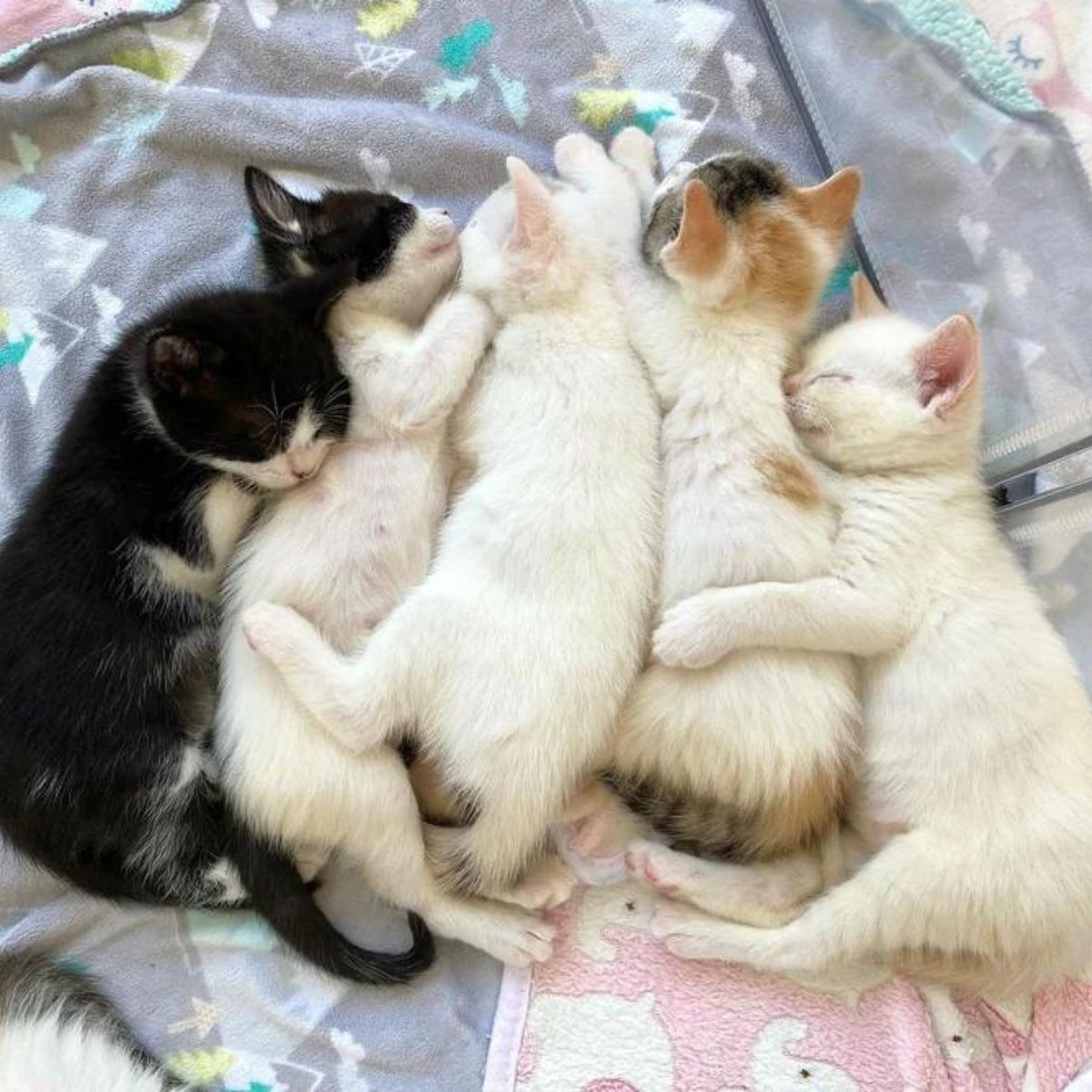 5 little kittens are sleeping next to each other