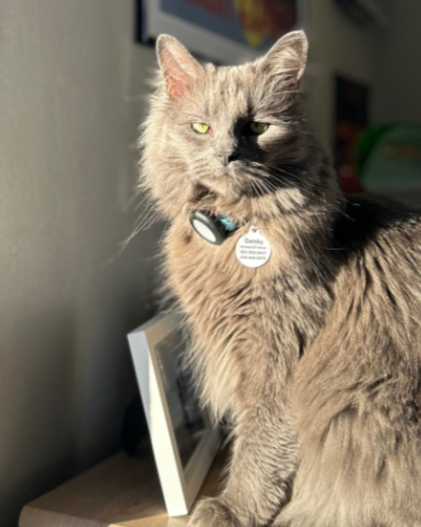 gray shaggy cat in the sun in the house