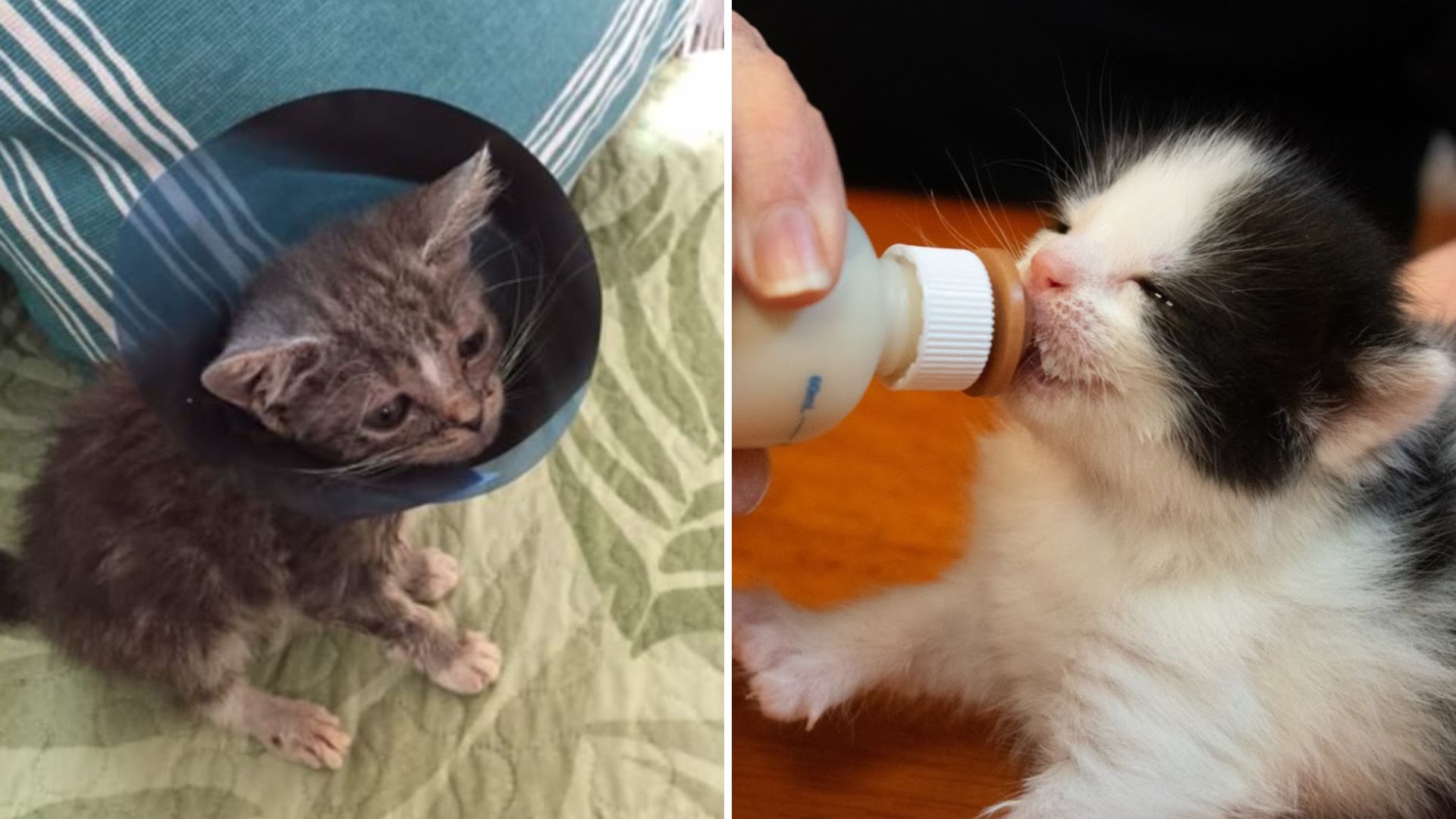 disabled cats