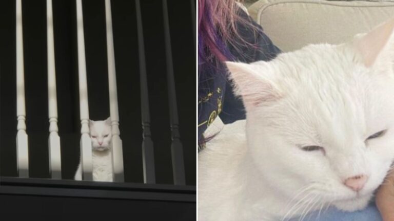 struggling senior cat