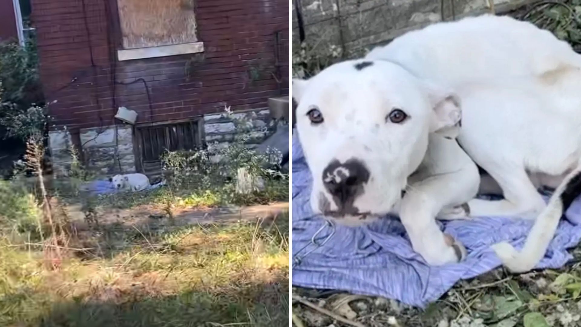 dog chained to abandoned house gets second chance