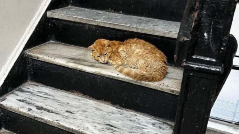 otto the abandoned senior cat