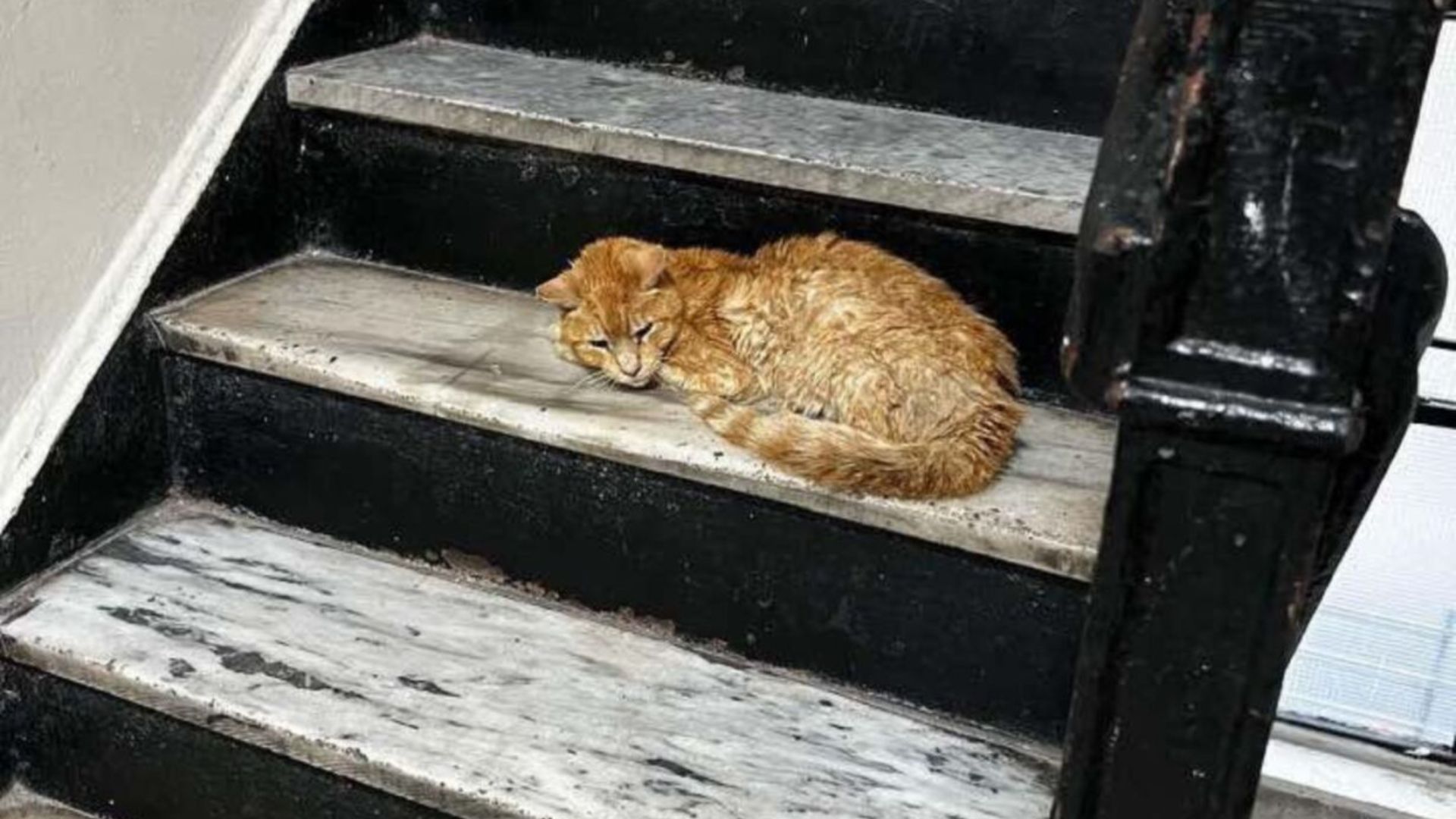 otto the abandoned senior cat