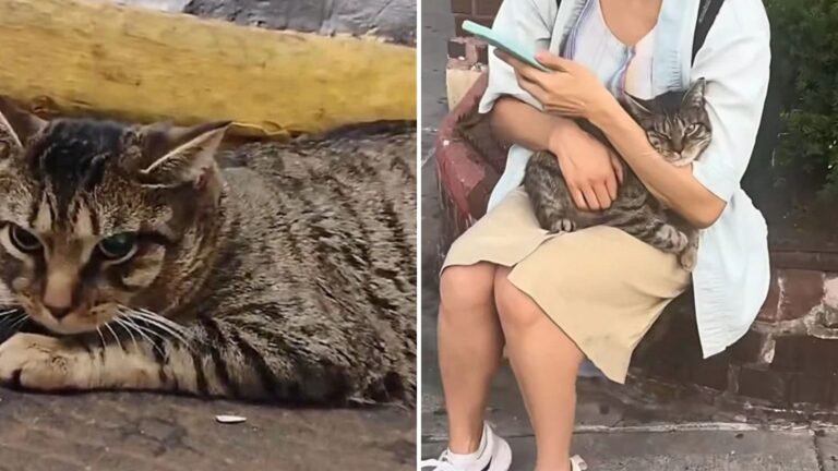abandoned cat in subway
