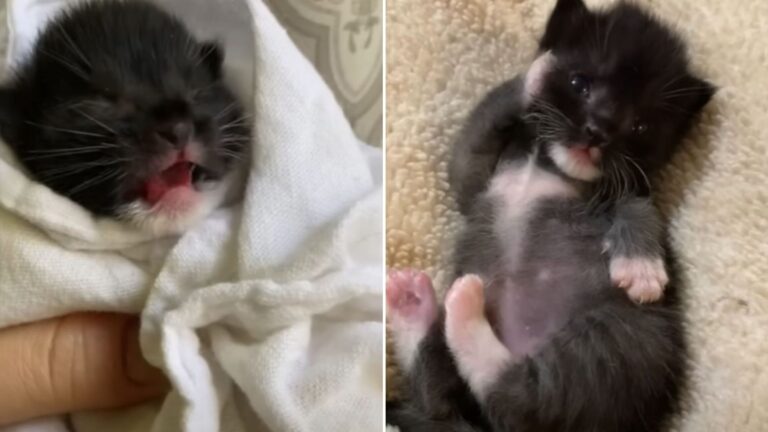 abandoned kitten