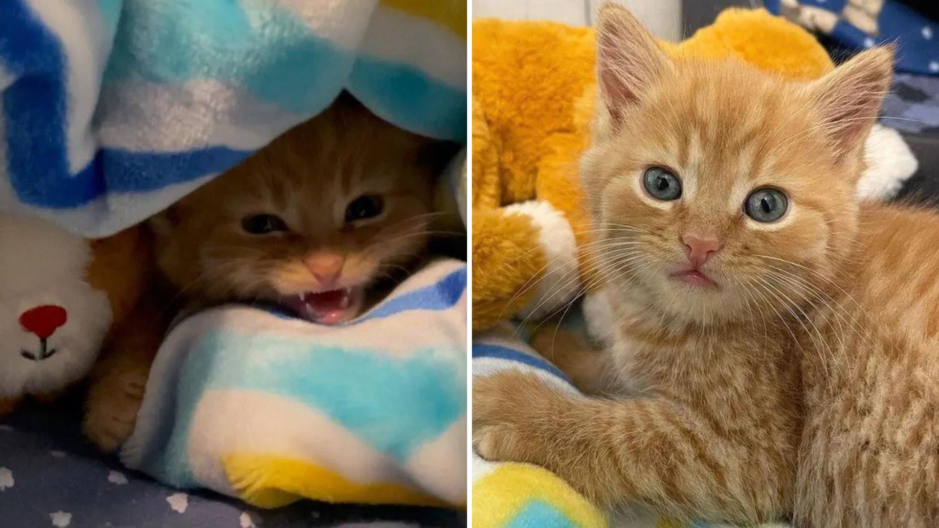 butterball the kitten turns into purring machine