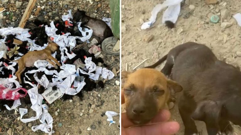 abandoned puppies