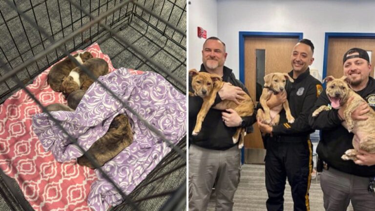 police adopt abandoned puppies