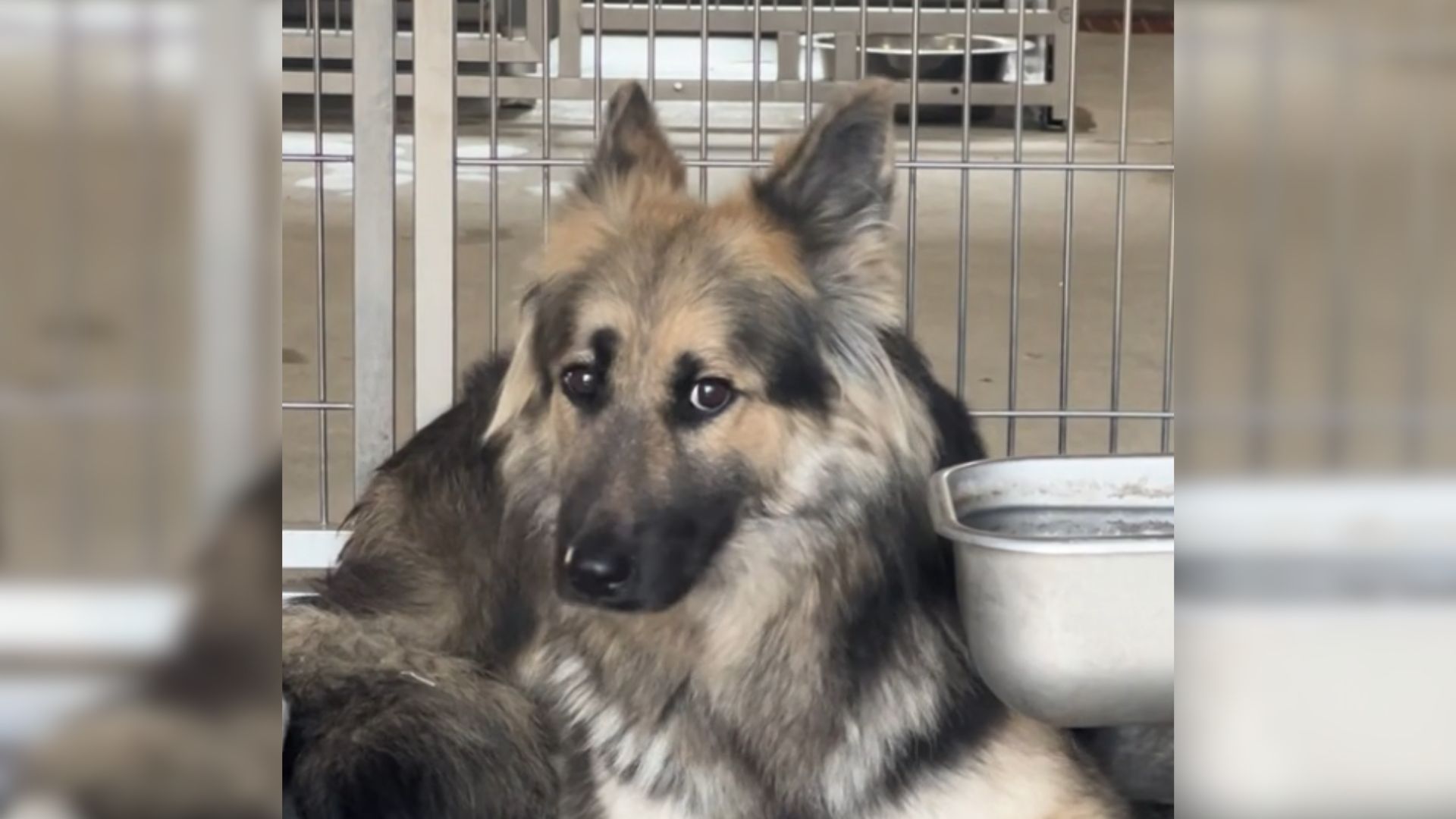 abused dog