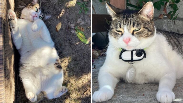Affectionate Cat In Philadelphia Finds The Sweetest Way To Show Love To Her Family