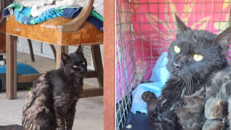neglected cat