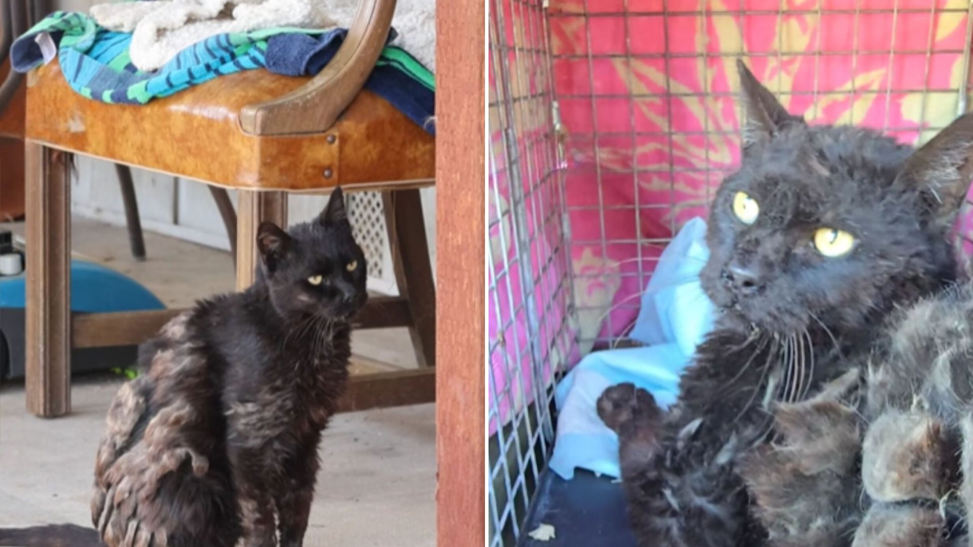neglected cat