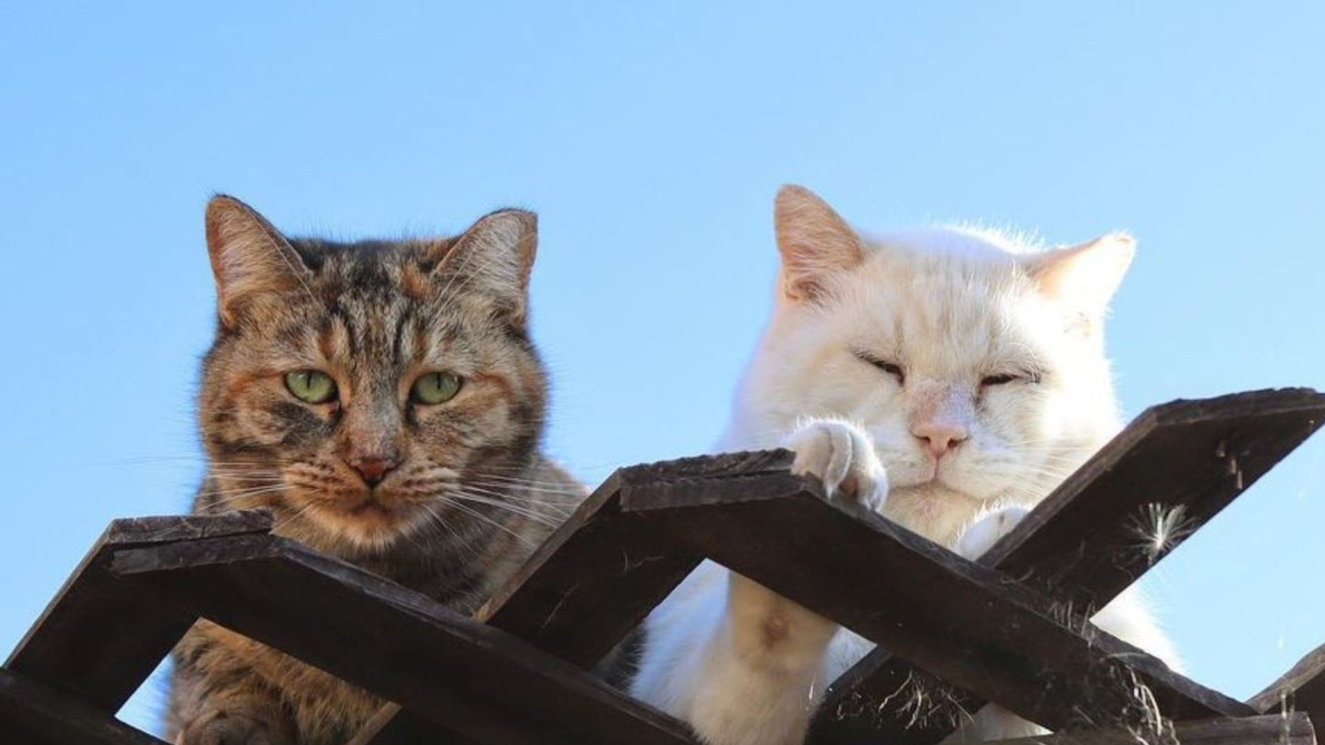two feral cats