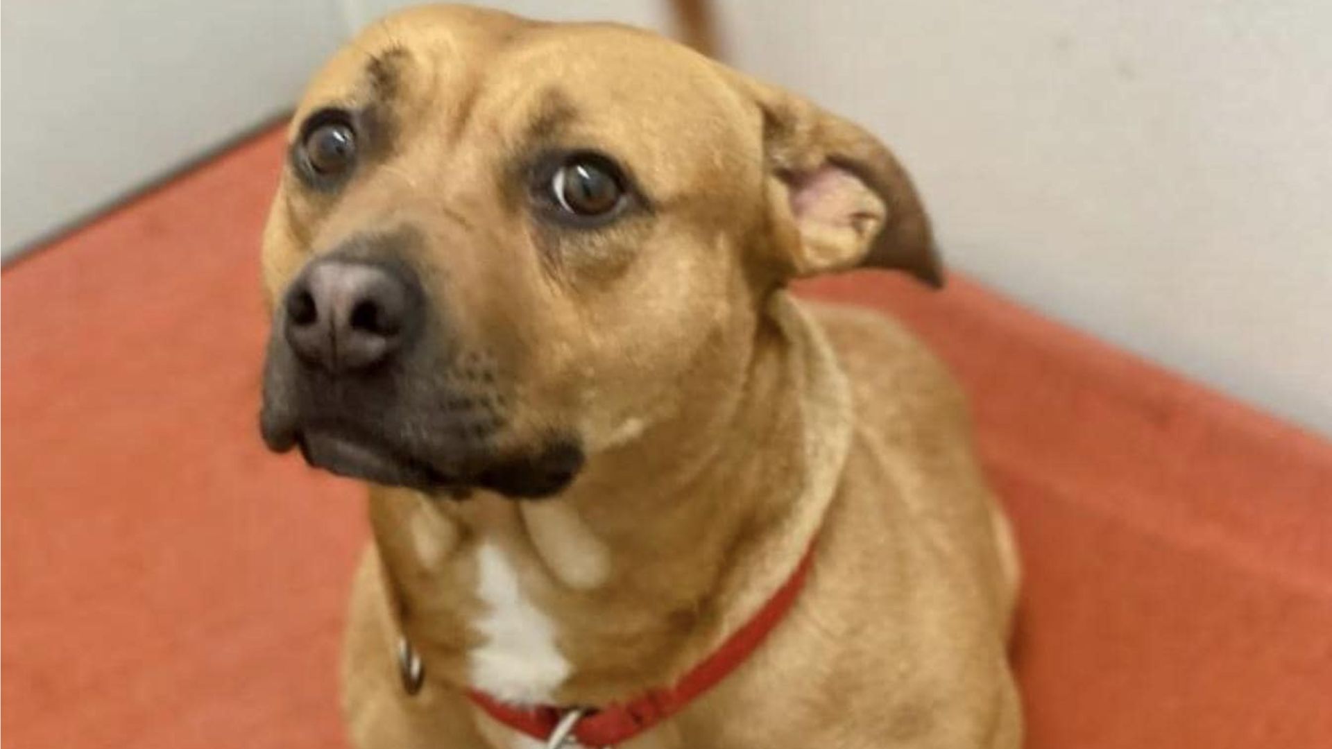 sweet mama dog looking for forever home