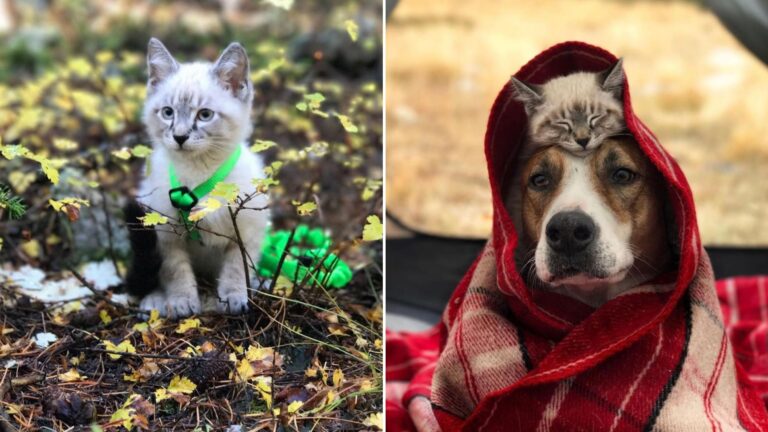 kitten and a dog