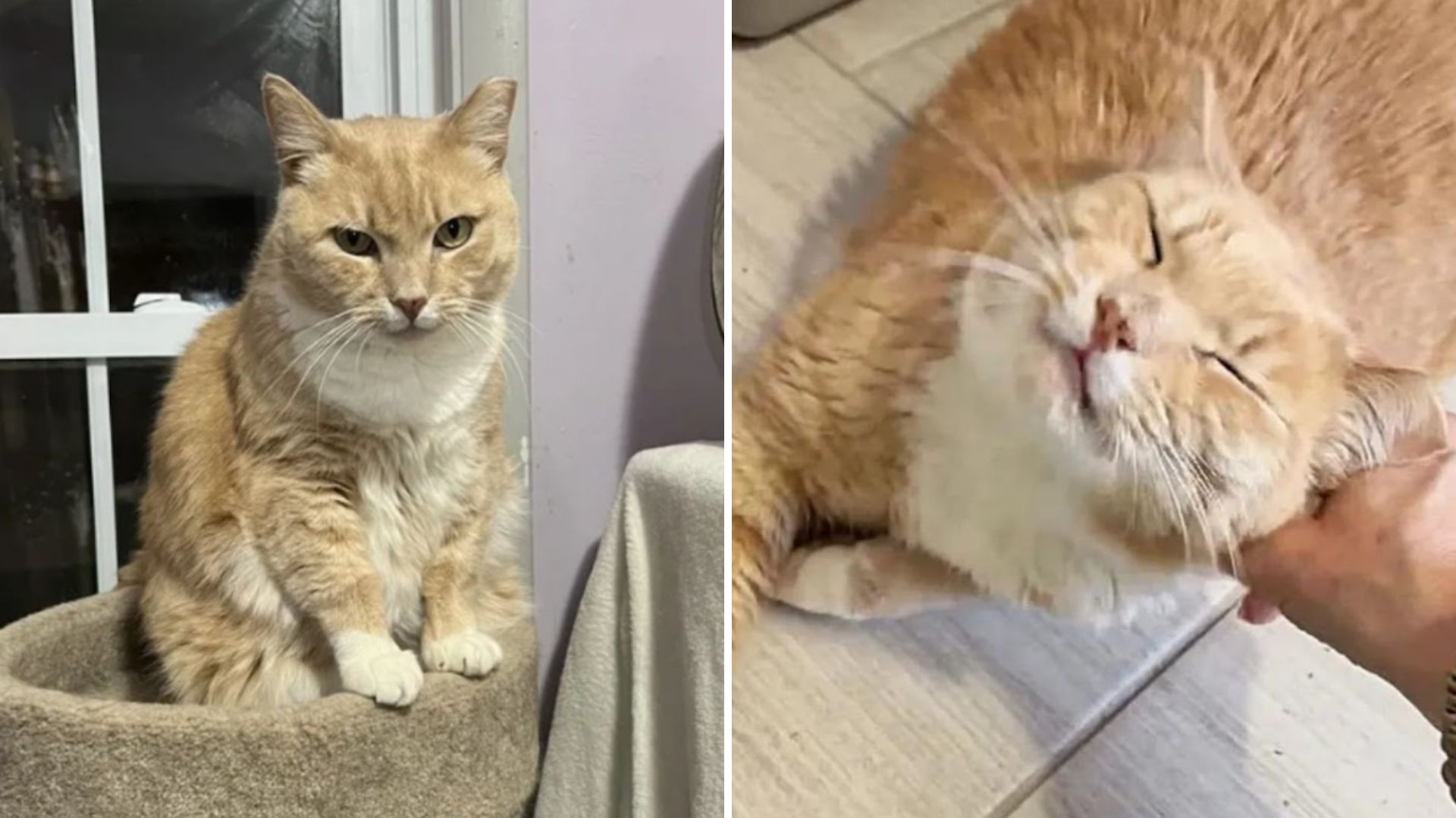 cat in shelter