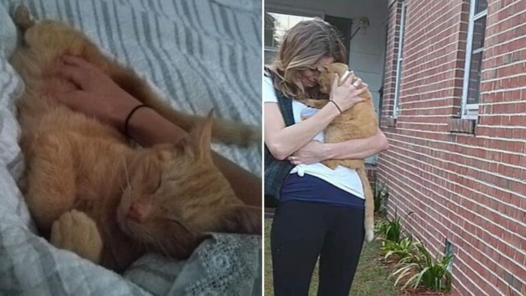 woman hugging a cat
