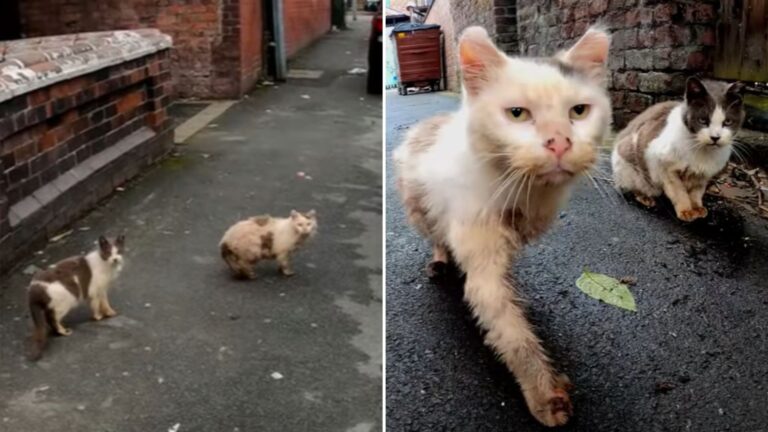 two bonded senior cats