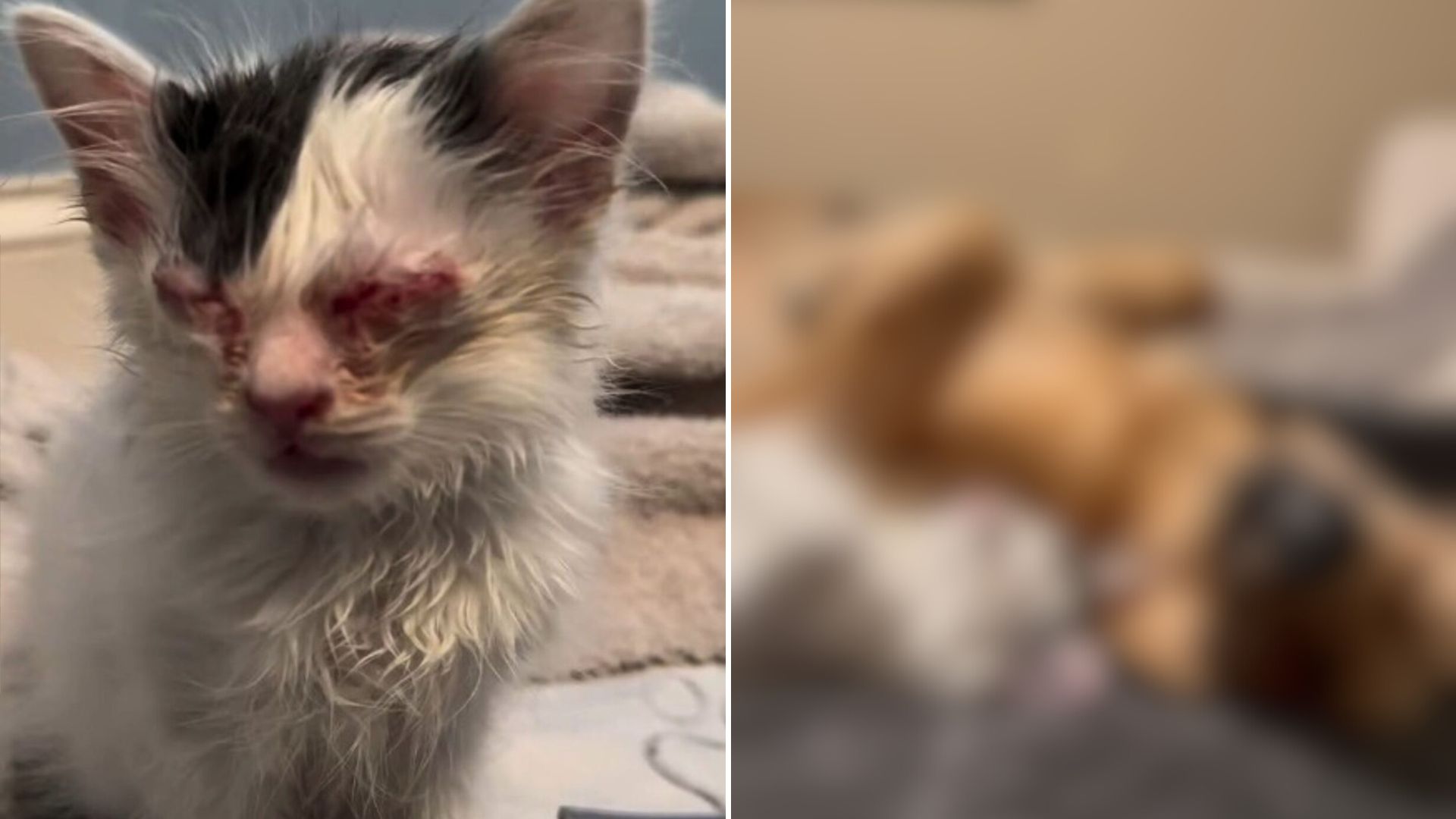 kittens painful eye infection