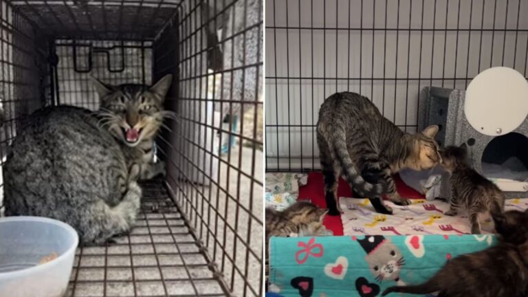 cat reunited with kittens