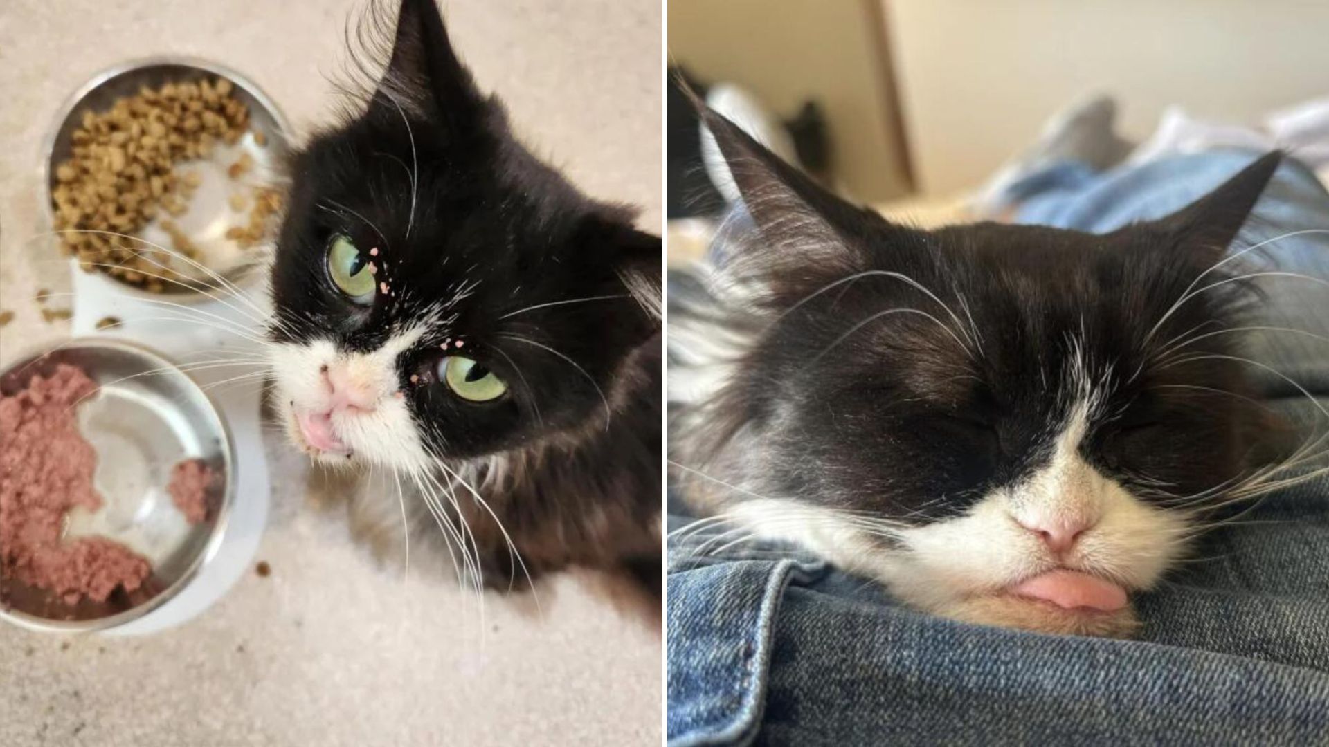sick cat