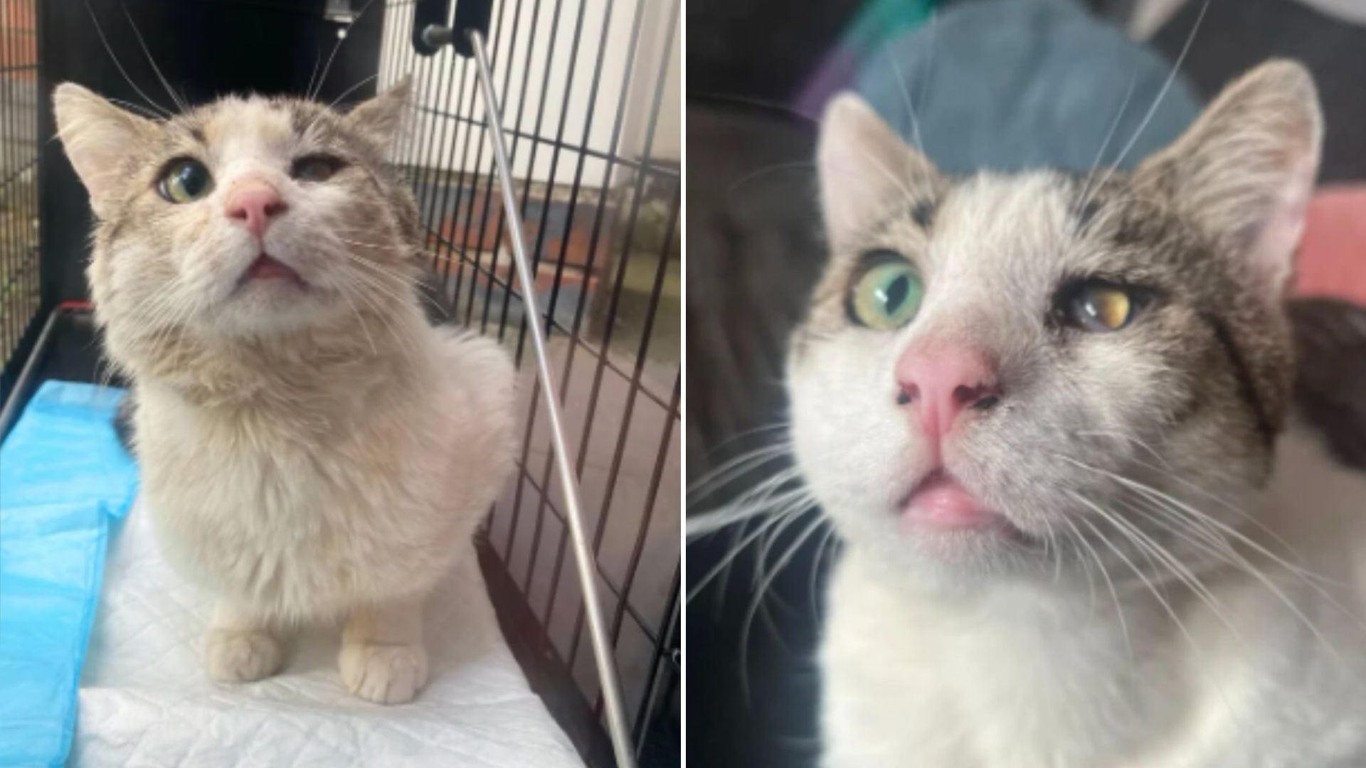 cat experiences warmth of forever home