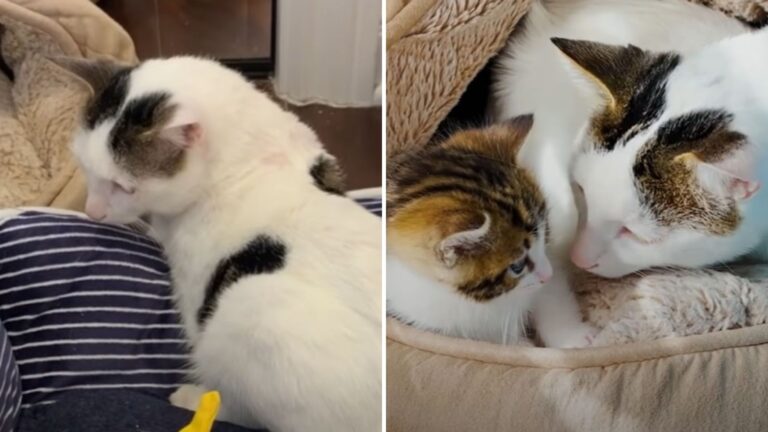 at without front legs