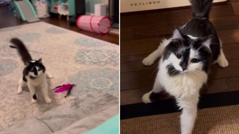 cat diagnosed with cerebellar hypoplasia