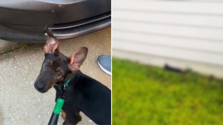 dog starts freaking out near car