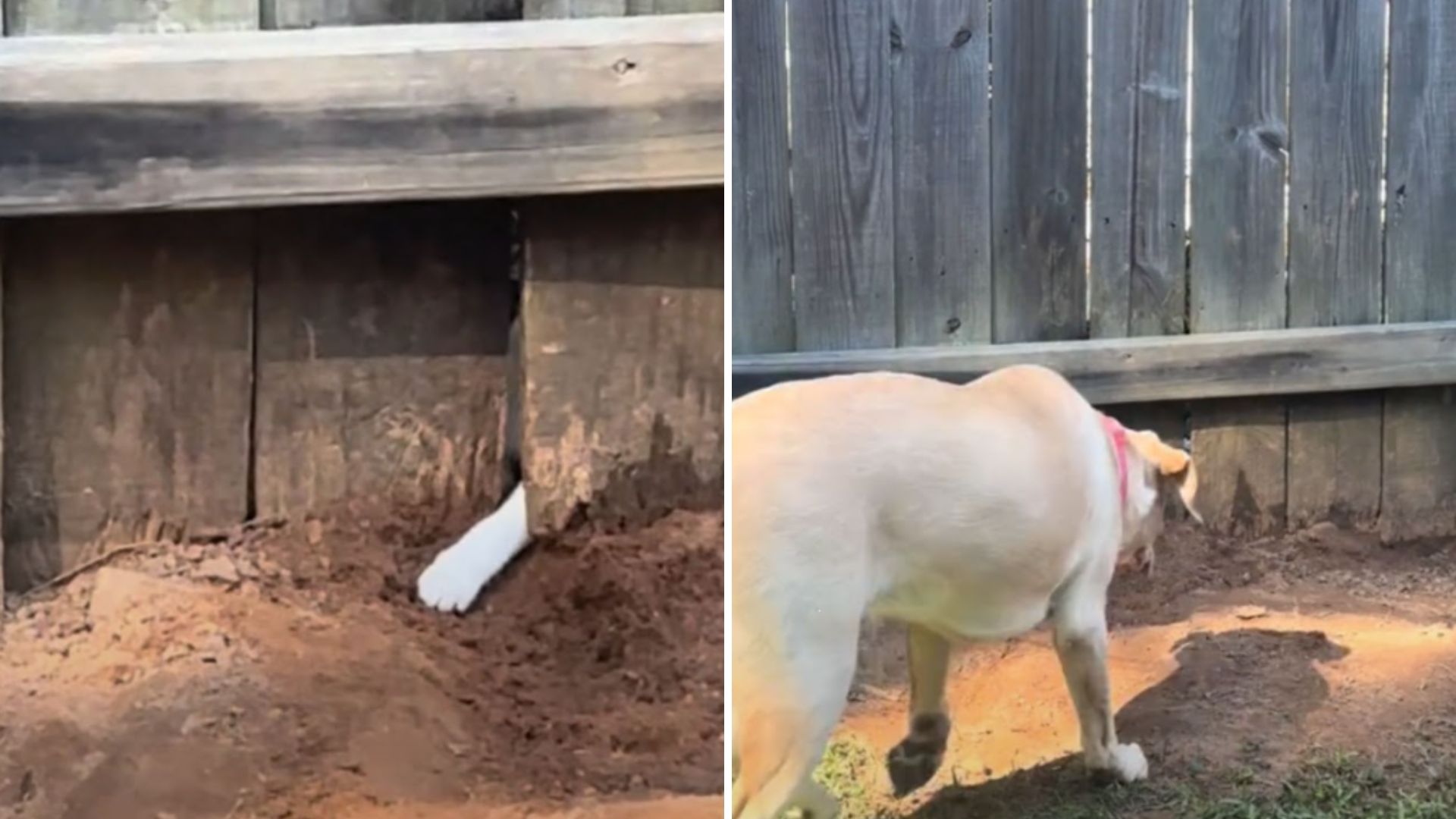 dog befriends neighbor cat
