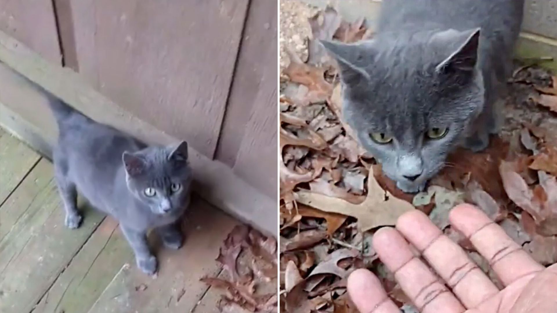 man who hated cats adopts one
