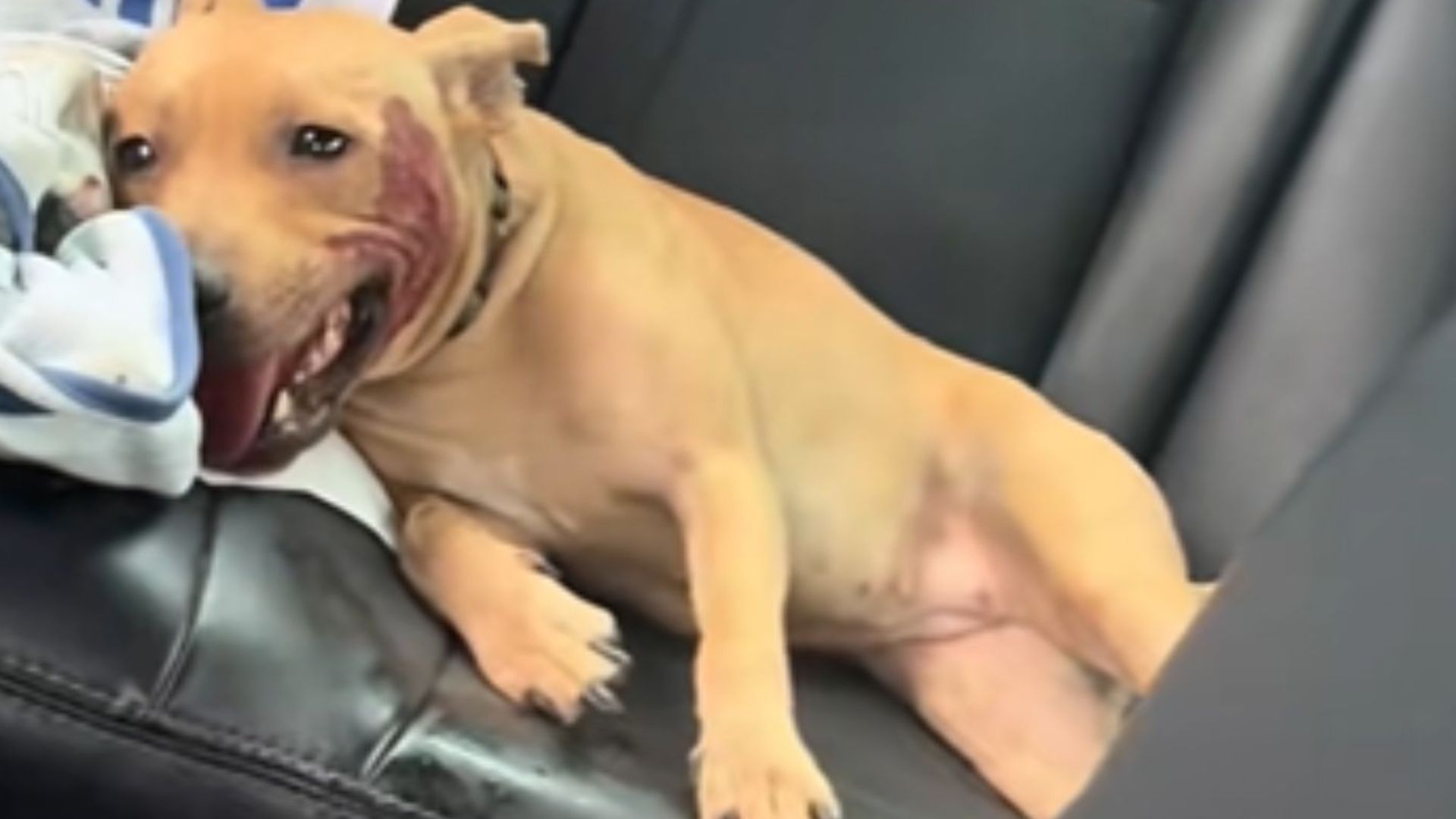 marcie ann the puppy rescued from roadside