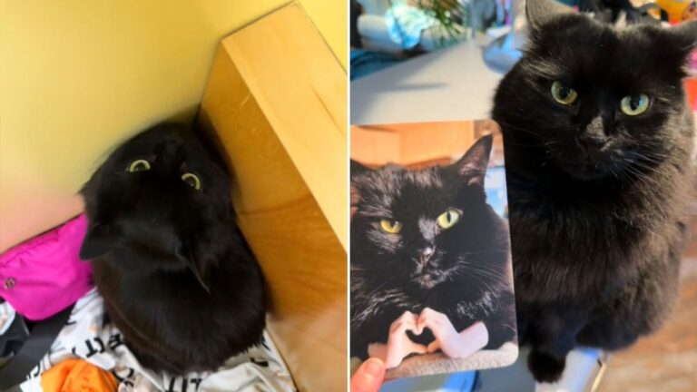 cat sends apology card to vett