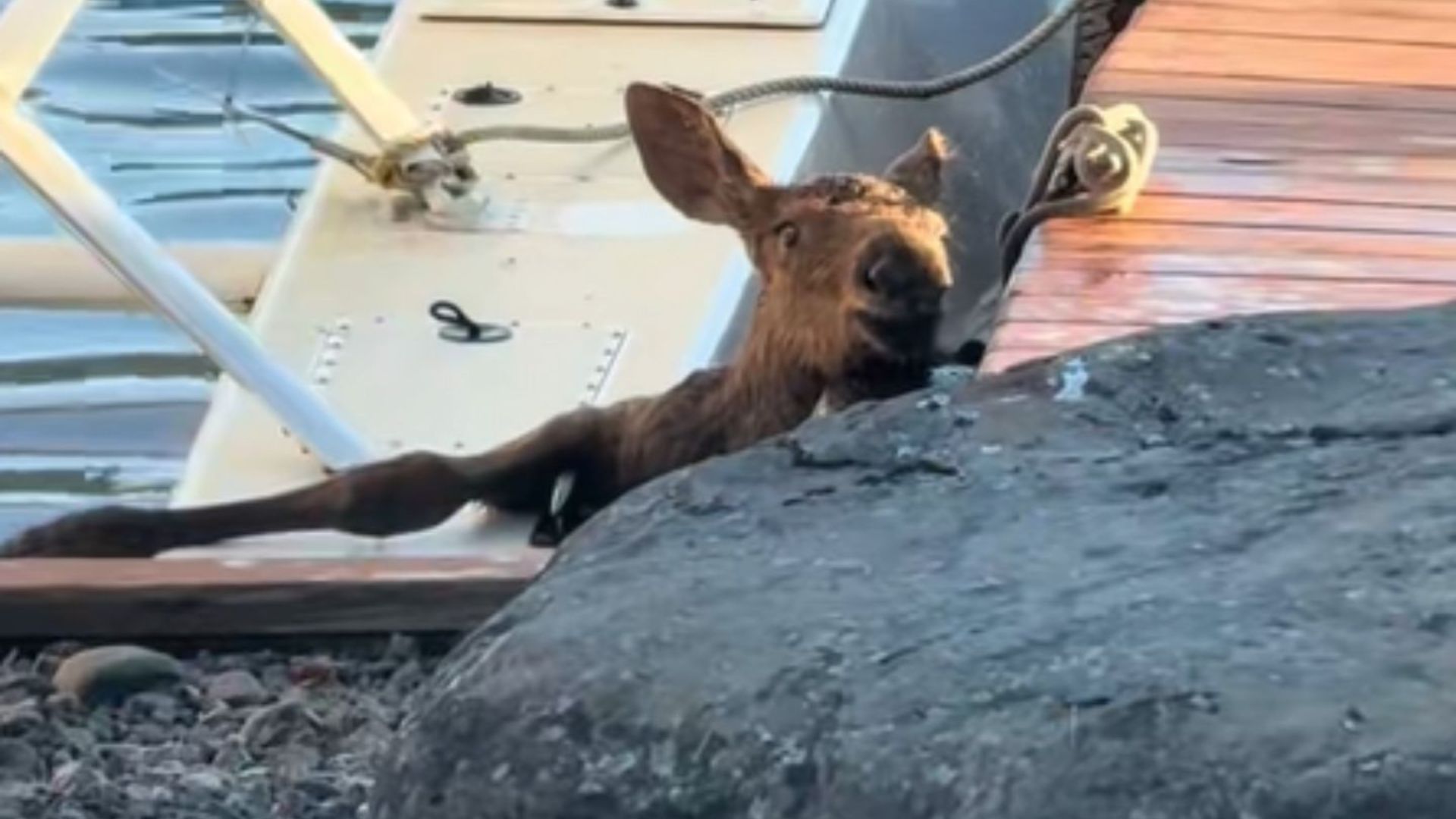 trapped baby moose saved by kind man