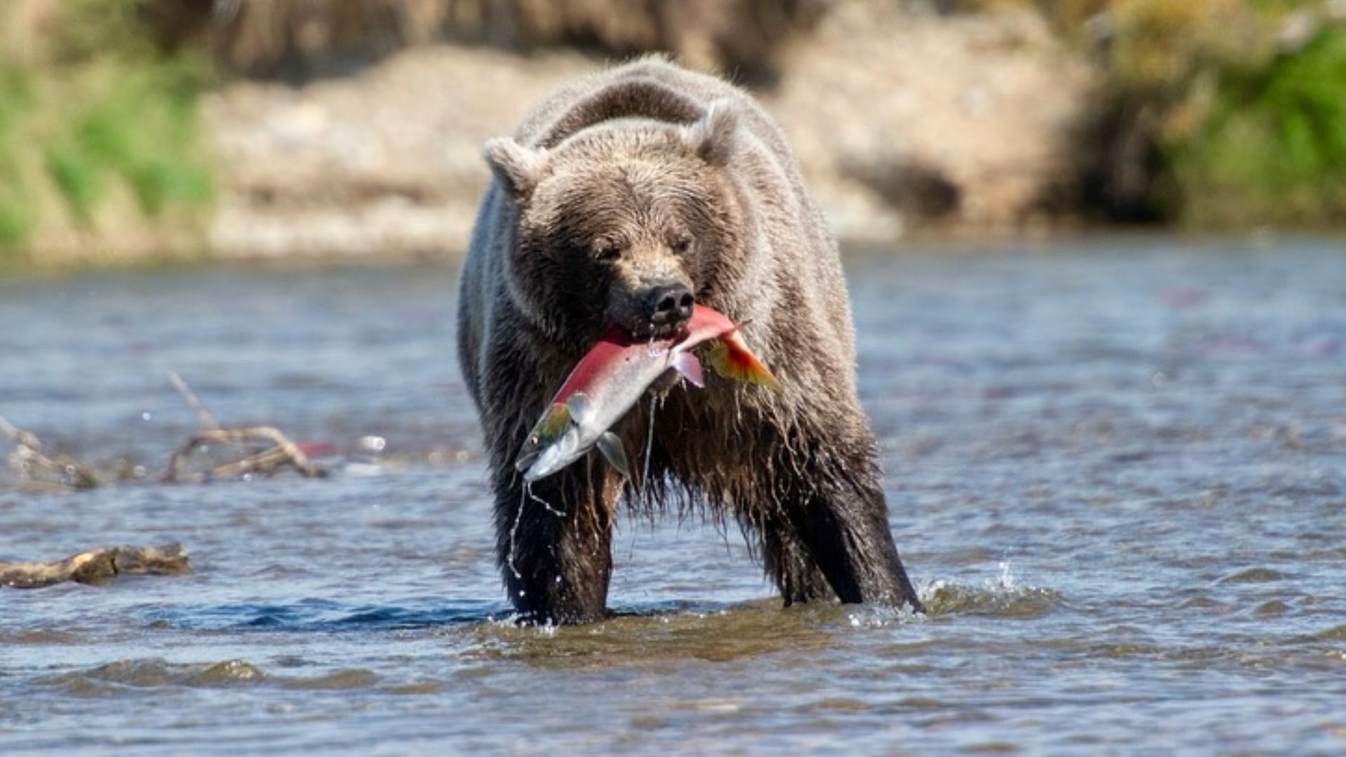winner of fat bear week