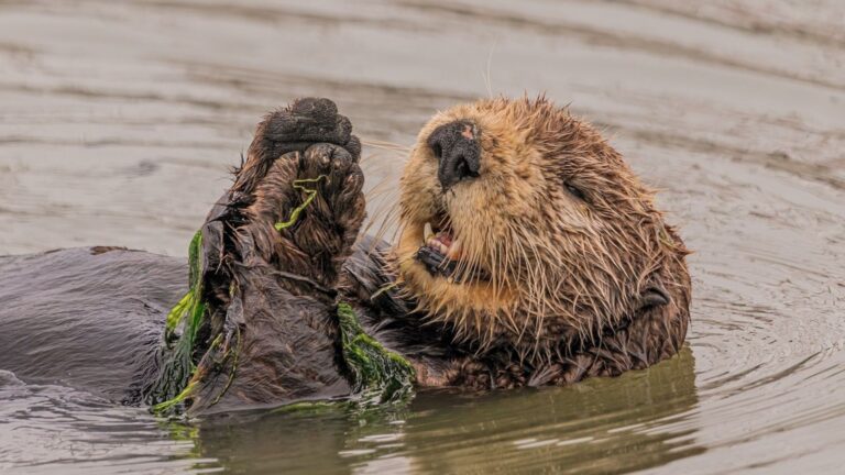 California’s Sea Otters