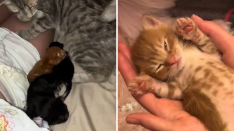 kittens in bed