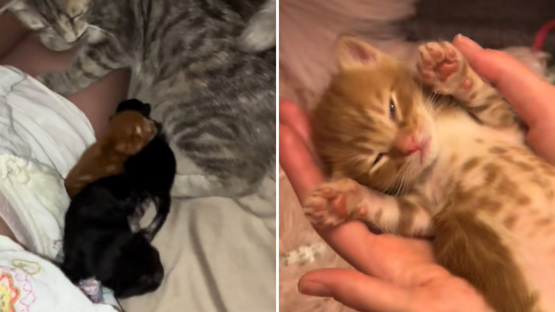 kittens in bed