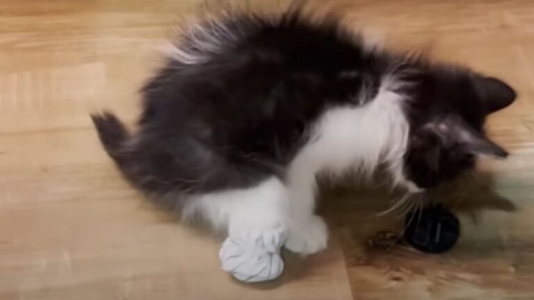 kitten without hind paws