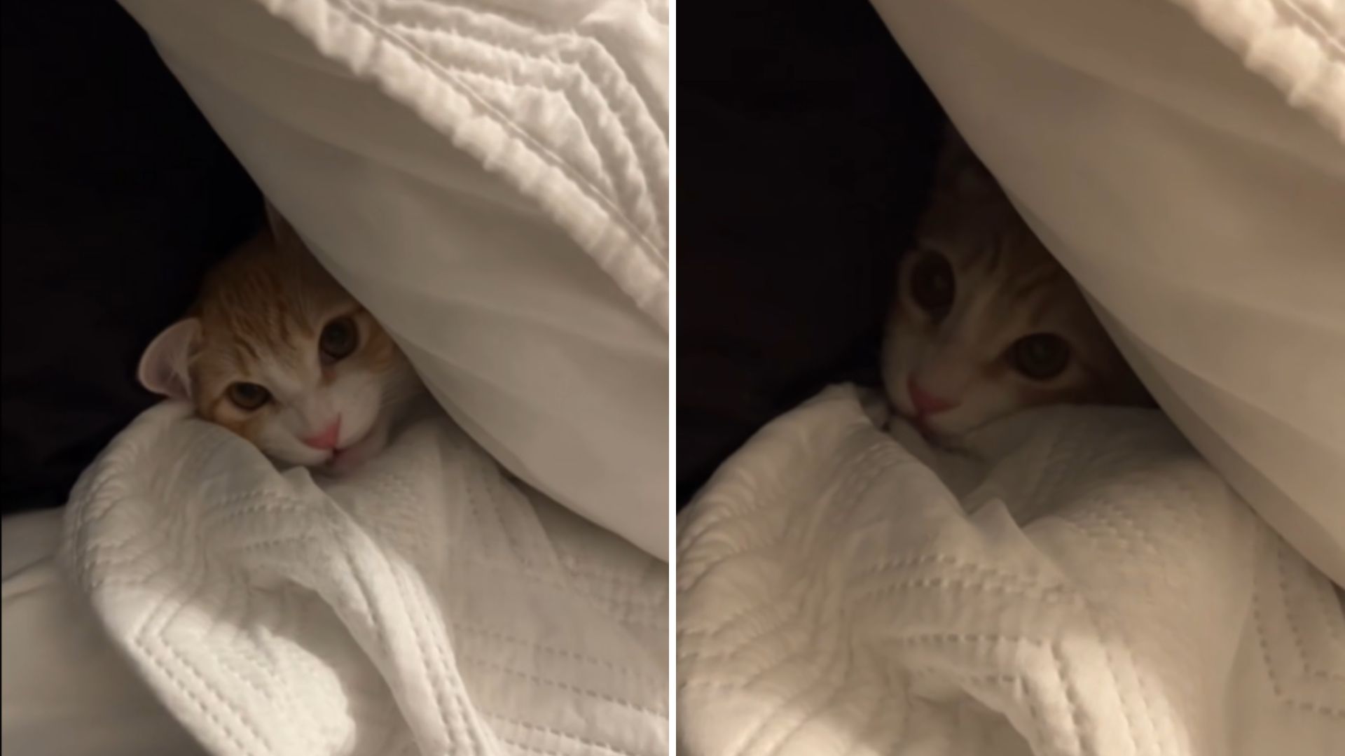 kitten has tantrum