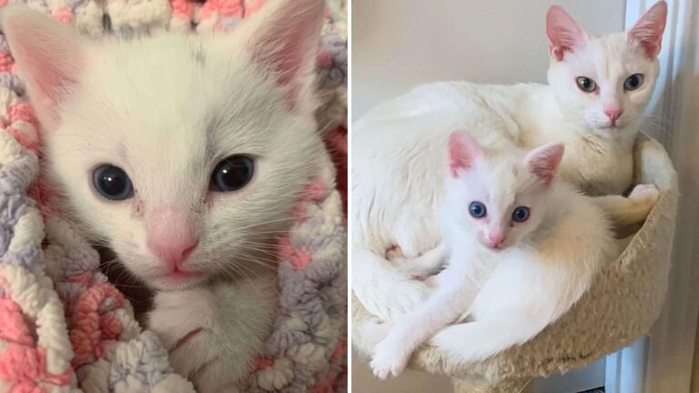 tiny white kitten