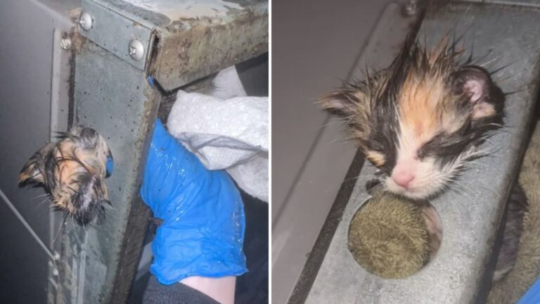 woman saves kitten stuck in industrial ac unit