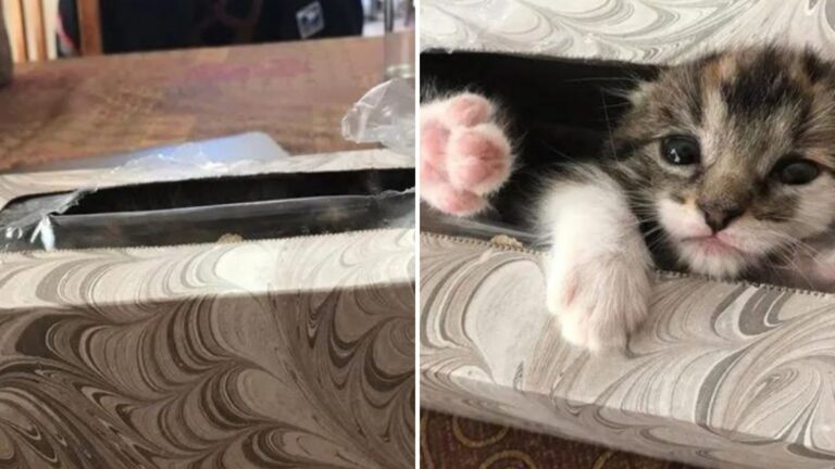 kitten in a tissue box
