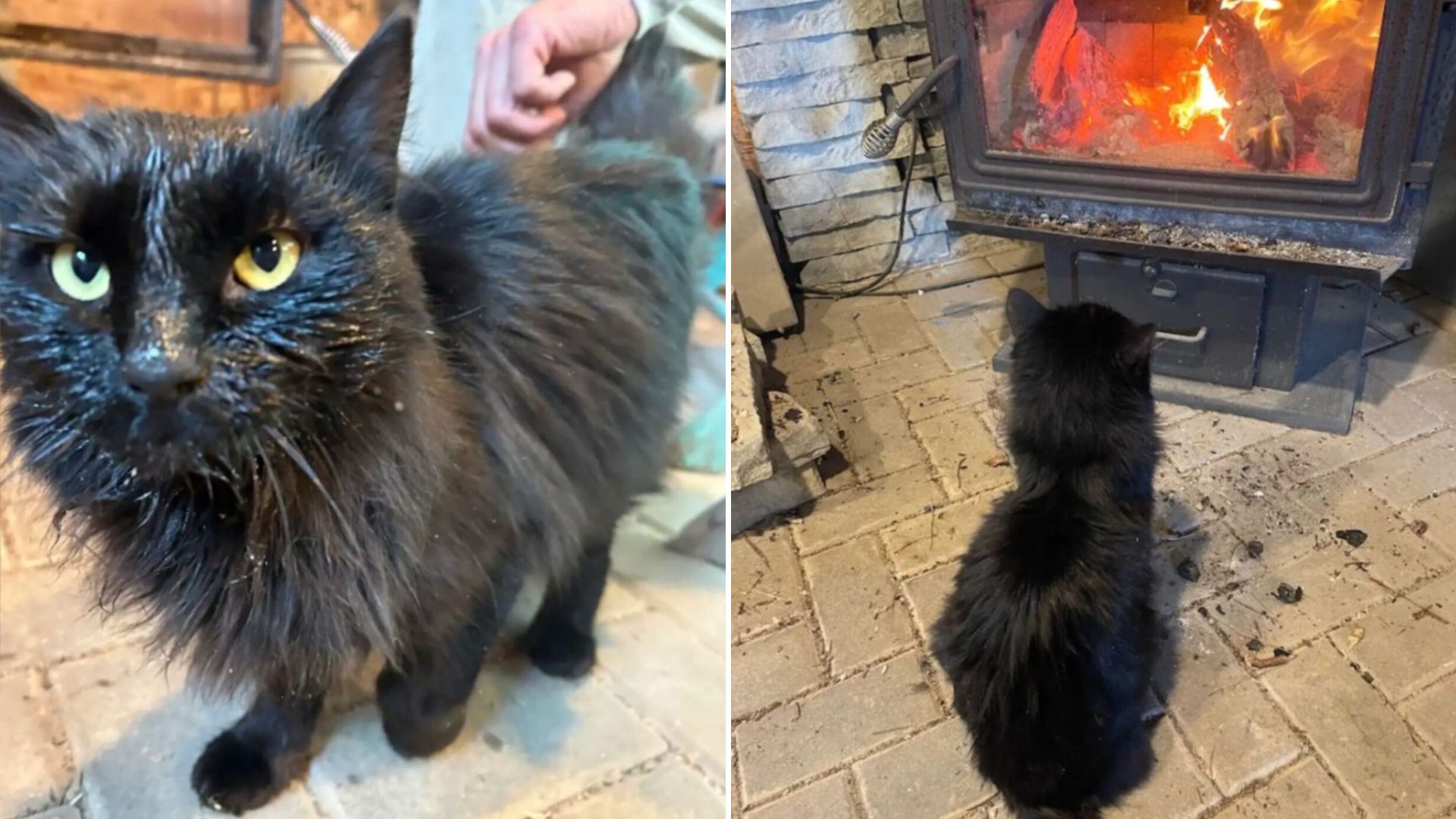 woman finds unexpected visitor at her door
