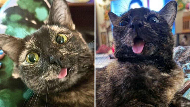 gremlin the cat with wonky jaw