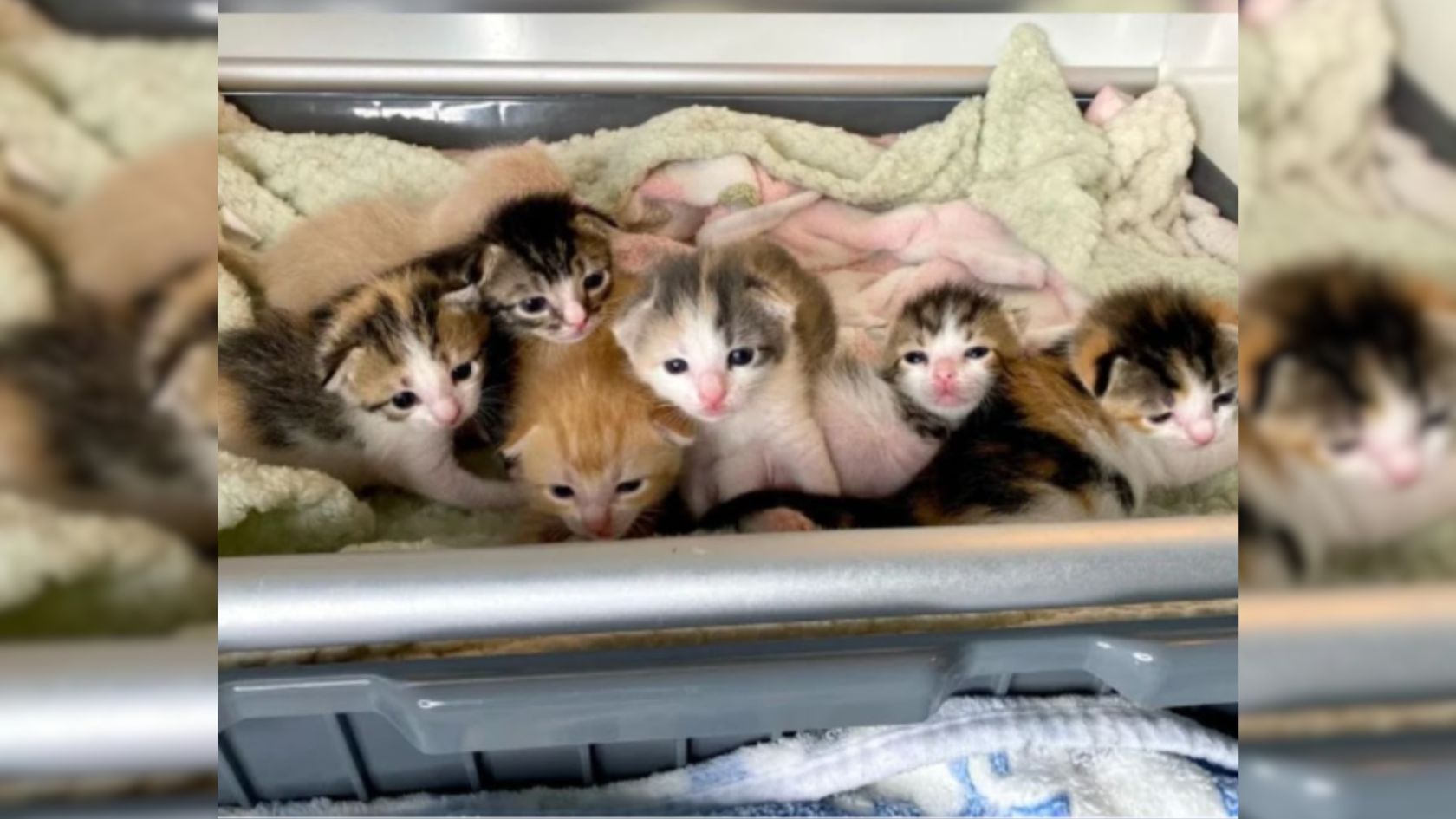 orphaned kittens