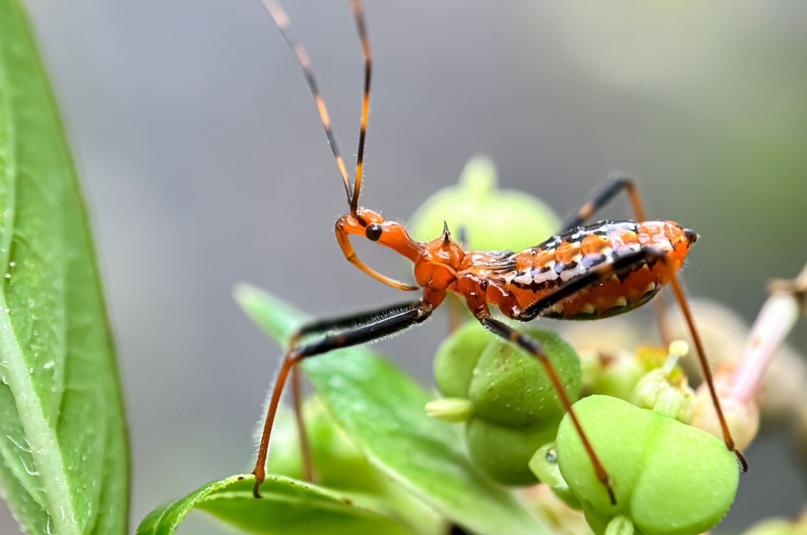 Assassin Bugs