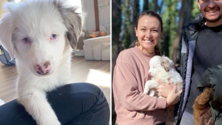 deaf and blind puppy gets second chance