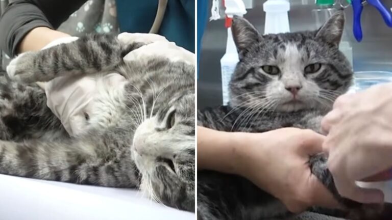 badly injured cat